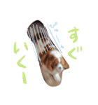 変顔キャバリア（個別スタンプ：20）
