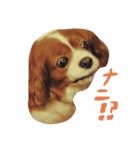 変顔キャバリア（個別スタンプ：22）