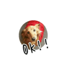 My dog perfume 2（個別スタンプ：1）