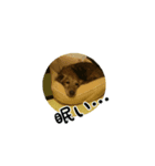 My dog perfume 2（個別スタンプ：3）