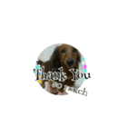 My dog perfume 2（個別スタンプ：7）