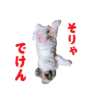 ”ち～ちゃん”スタンプ（個別スタンプ：5）