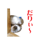 ”ち～ちゃん”スタンプ（個別スタンプ：15）