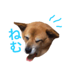 雑種わんこの日常会話（個別スタンプ：4）