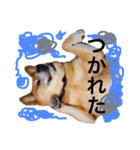 雑種わんこの日常会話（個別スタンプ：6）