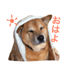 雑種わんこの日常会話（個別スタンプ：8）