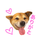 雑種わんこの日常会話（個別スタンプ：13）