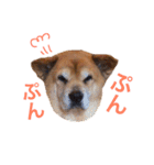 雑種わんこの日常会話（個別スタンプ：14）