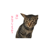キジトラのエクラン君2（個別スタンプ：1）