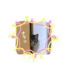 キジトラのエクラン君2（個別スタンプ：4）