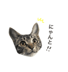 キジトラのエクラン君2（個別スタンプ：5）
