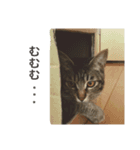 キジトラのエクラン君2（個別スタンプ：9）