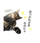 キジトラのエクラン君2（個別スタンプ：13）