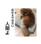 ポメ金木（個別スタンプ：3）