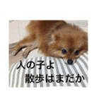 ポメ金木（個別スタンプ：4）