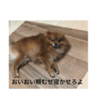ポメ金木（個別スタンプ：5）