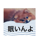 ポメ金木（個別スタンプ：7）