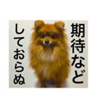 ポメ金木（個別スタンプ：9）