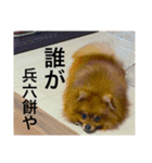 ポメ金木（個別スタンプ：10）
