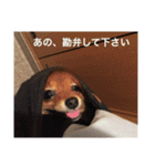 ポメ金木（個別スタンプ：16）