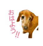 M.ダックス クリームのひとこと（個別スタンプ：1）