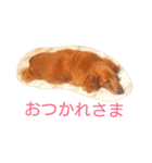 M.ダックス クリームのひとこと（個別スタンプ：2）