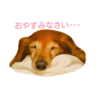 M.ダックス クリームのひとこと（個別スタンプ：4）