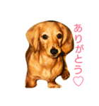 M.ダックス クリームのひとこと（個別スタンプ：5）