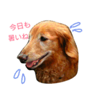 M.ダックス クリームのひとこと（個別スタンプ：8）
