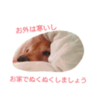 M.ダックス クリームのひとこと（個別スタンプ：9）