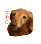 M.ダックス クリームのひとこと（個別スタンプ：13）
