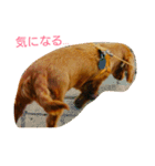 M.ダックス クリームのひとこと（個別スタンプ：14）