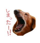 M.ダックス クリームのひとこと（個別スタンプ：15）