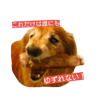 M.ダックス クリームのひとこと（個別スタンプ：19）