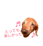 M.ダックス クリームのひとこと（個別スタンプ：24）