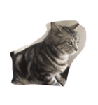 milk corone cats（個別スタンプ：1）