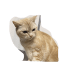 milk corone cats（個別スタンプ：2）