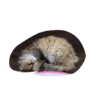 milk corone cats（個別スタンプ：3）