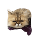 milk corone cats（個別スタンプ：4）