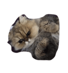 milk corone cats（個別スタンプ：6）