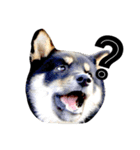 柴犬2と仲間達（個別スタンプ：2）
