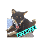 柴犬2と仲間達（個別スタンプ：3）