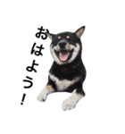 柴犬2と仲間達（個別スタンプ：4）