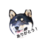 柴犬2と仲間達（個別スタンプ：5）