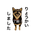 柴犬2と仲間達（個別スタンプ：6）