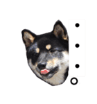 柴犬2と仲間達（個別スタンプ：8）
