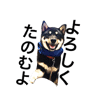柴犬2と仲間達（個別スタンプ：10）