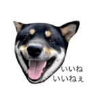 柴犬2と仲間達（個別スタンプ：11）