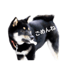 柴犬2と仲間達（個別スタンプ：12）