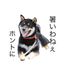 柴犬2と仲間達（個別スタンプ：13）
